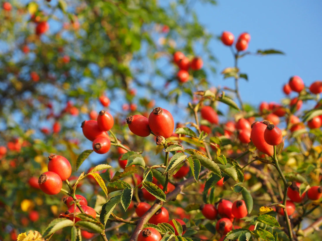 The Power of Botanicals: Exploring the Benefits of Natural Ingredients in Skincare with Lunah Life