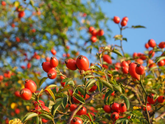 The Power of Botanicals: Exploring the Benefits of Natural Ingredients in Skincare with Lunah Life