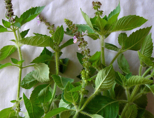 THE BENEFITS OF HOLY BASIL TEA