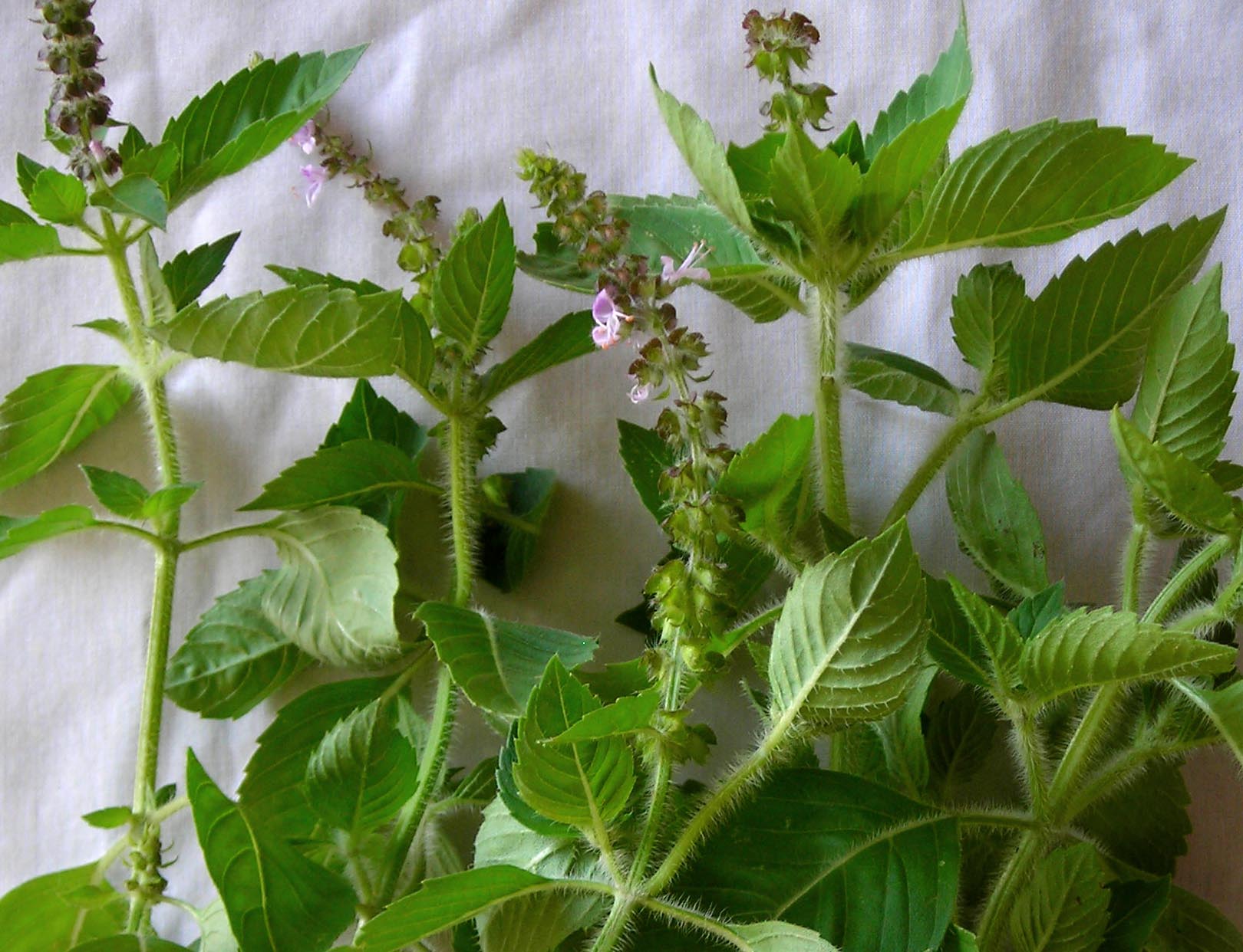 THE BENEFITS OF HOLY BASIL TEA Lunah Life