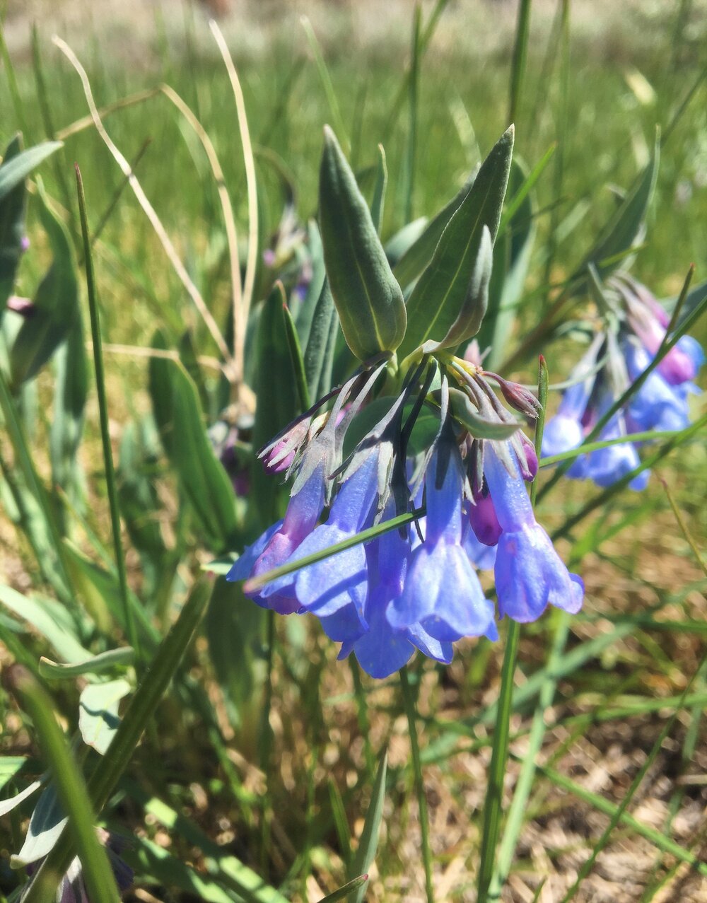 Manifest Flower Essence